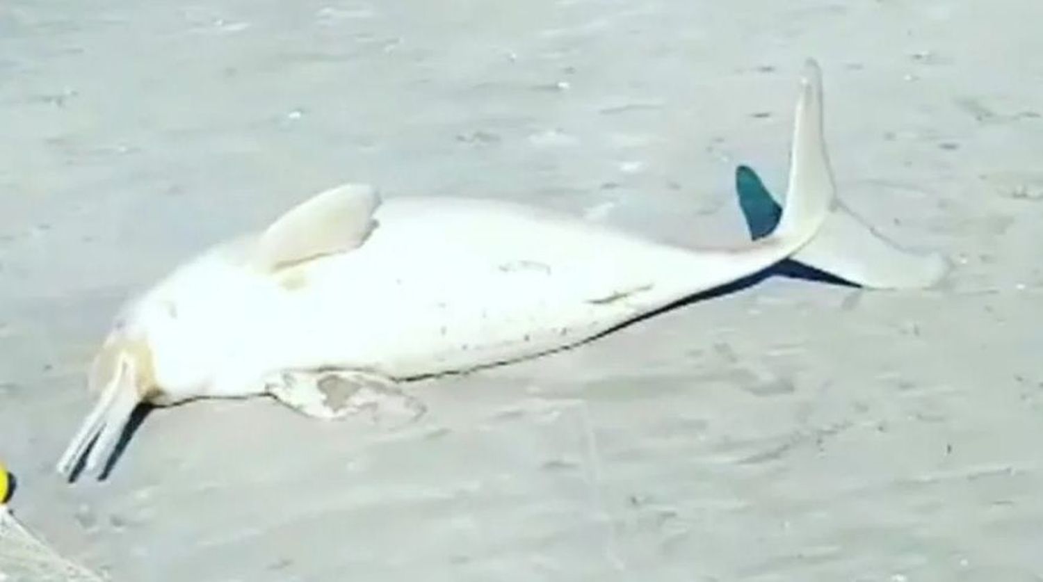 delfin y estupido - 1