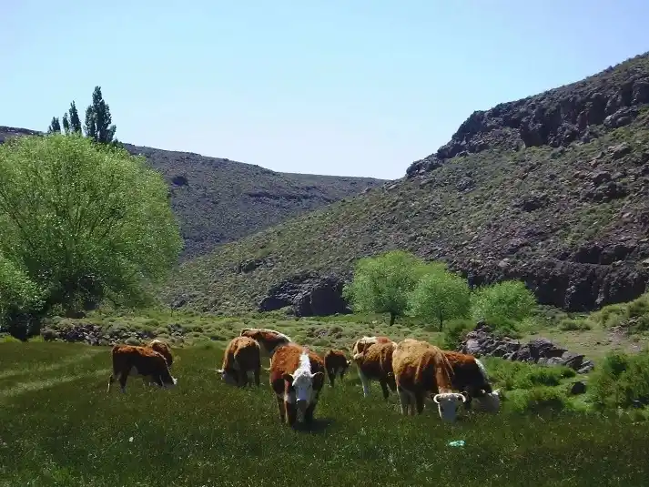 Realizan un relevamiento sobre el principal indicador de la calidad del suelo y su potencial productivo.