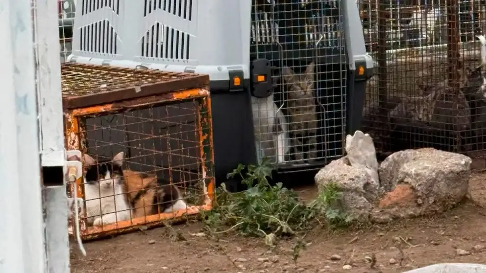 También se hallaron cuerpos de animales en estado de descomposición.
