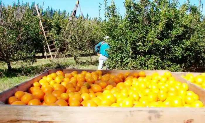 Pago del programa  Interzafra 2021