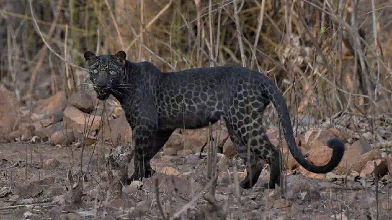 Vieron a un extraño leopardo negro en la India