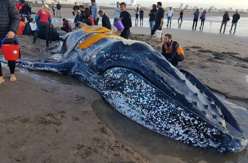 Harán el "último intento" para salvar a la ballena