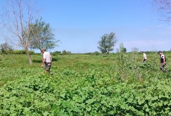 Cuatreros: no alcanza con robar las vacas, también quieren ser carniceros y las faenaron