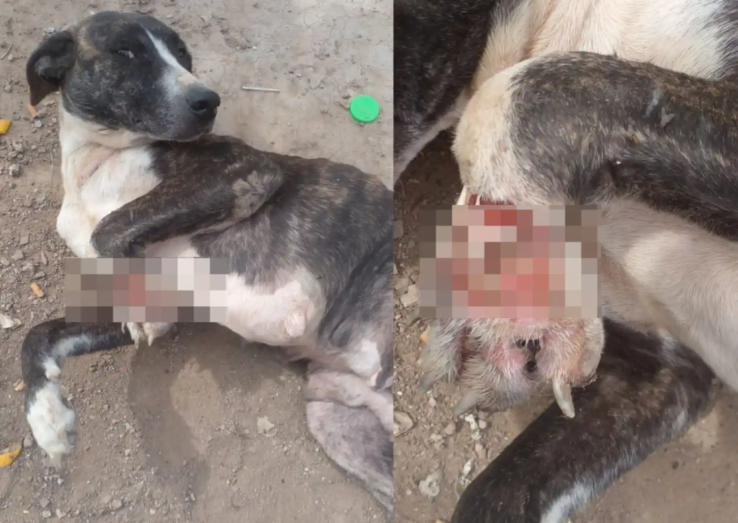 Luli, perra rescatada