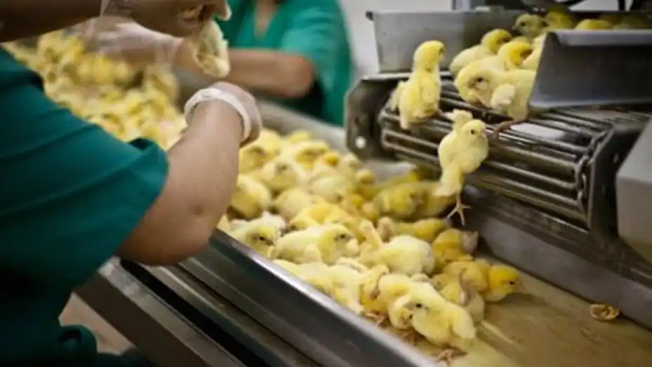 Suiza prohibió triturar pollitos vivos