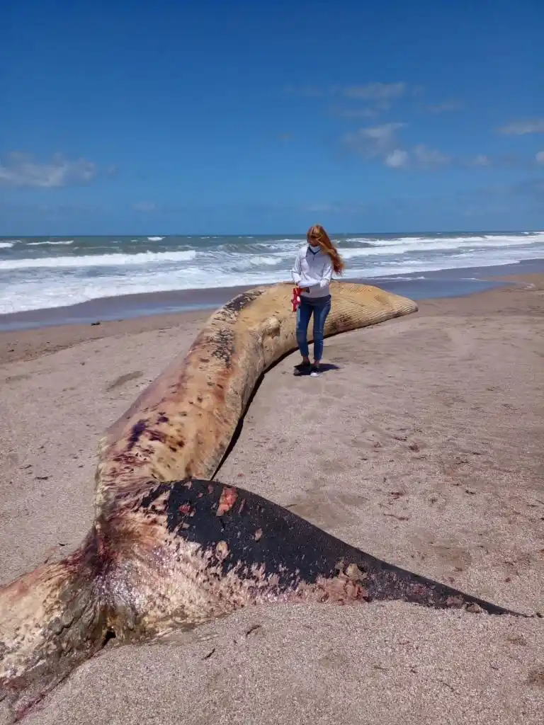 Precisiones sobre el hallazgo de una ballena