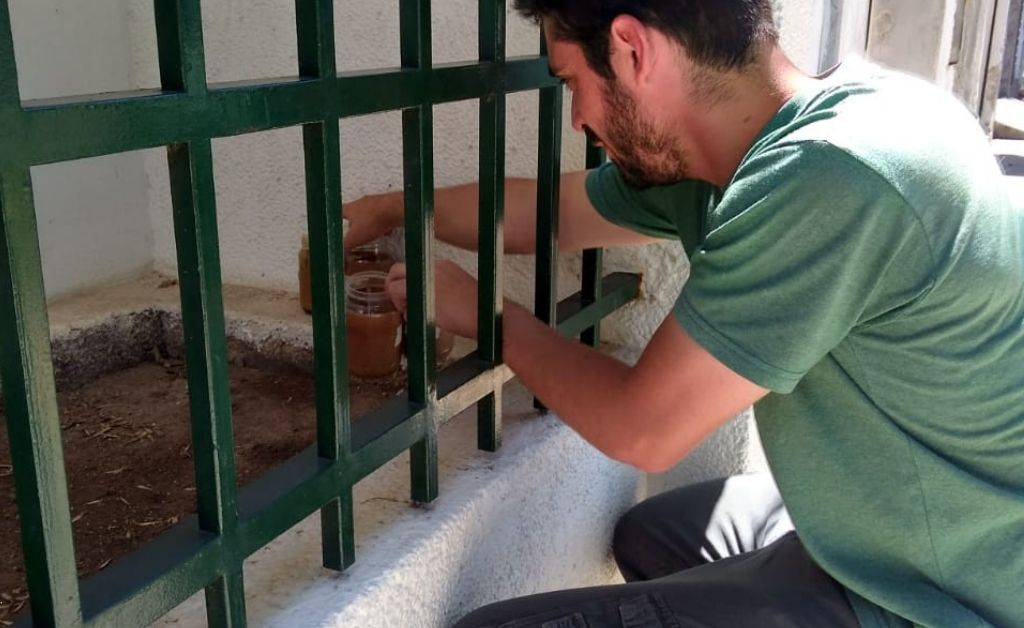 Dengue: monitoreo entomológico del vector aedes aegypti en la ciudad