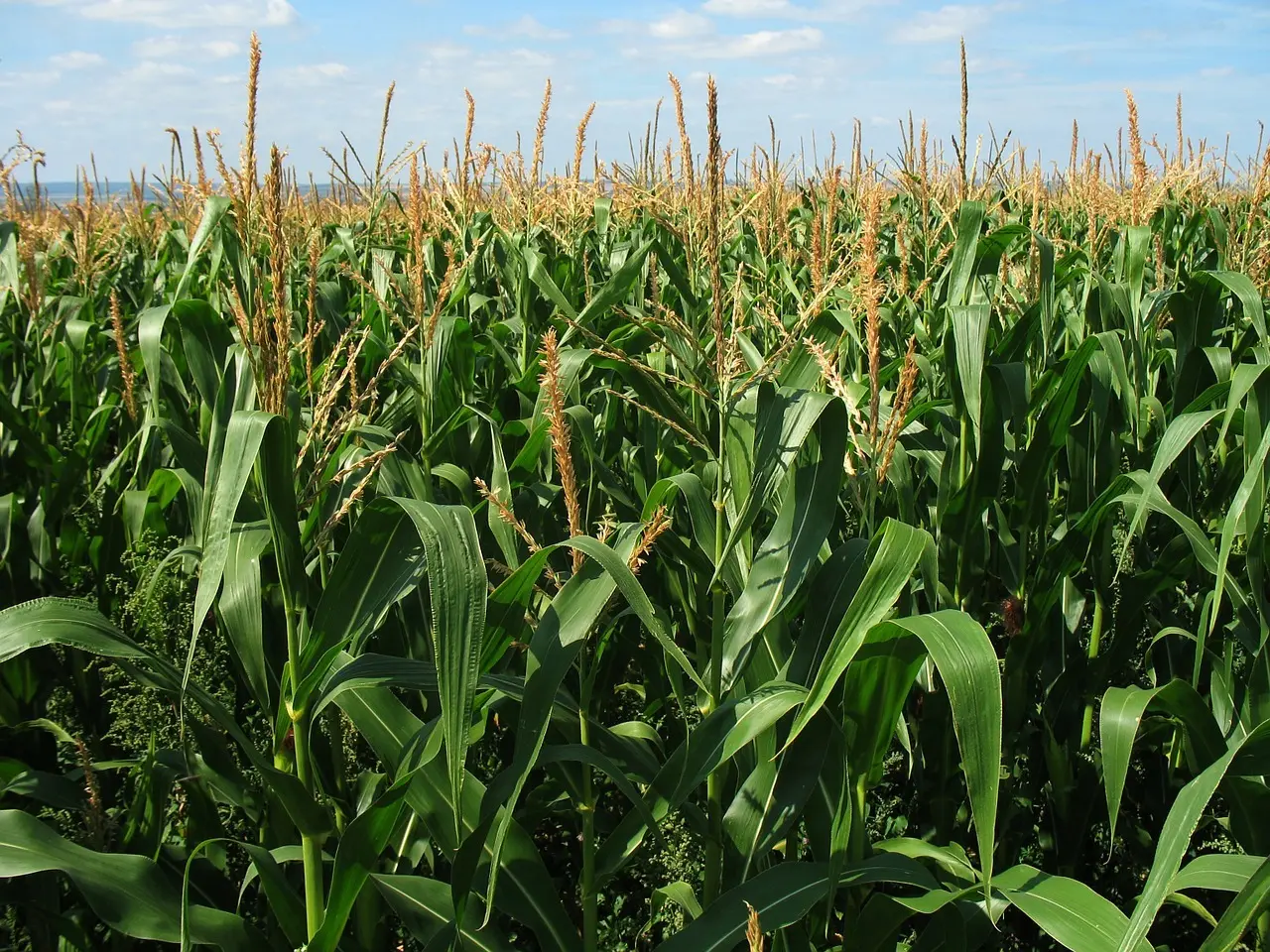 Lluvias cambian el panorama agrícola: mejora la soja, el maíz consolida rindes y el algodón sigue en alerta