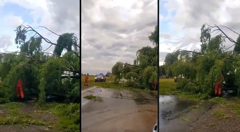 Temporal: un árbol cayó y bloqueó la Ruta 34