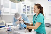 La Unicen es epicentro nacional de la microbiología veterinaria