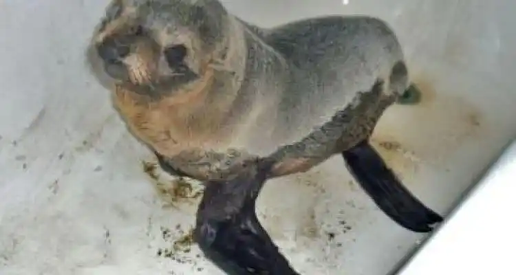 Hallan un bebe de lobo marino