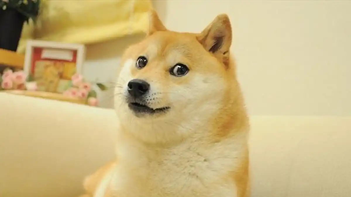 Muere Kabosu, la perrita japonesa de los memes virales