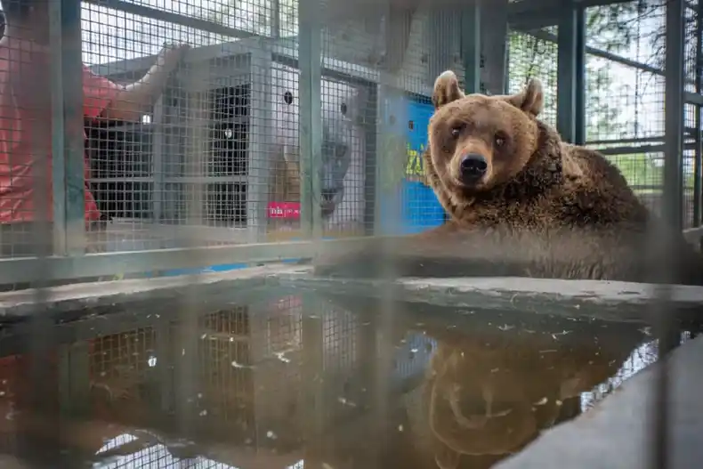 Una osa rescatada de un circo fue liberada en Entre Ríos