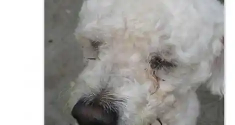 Caniche perdido