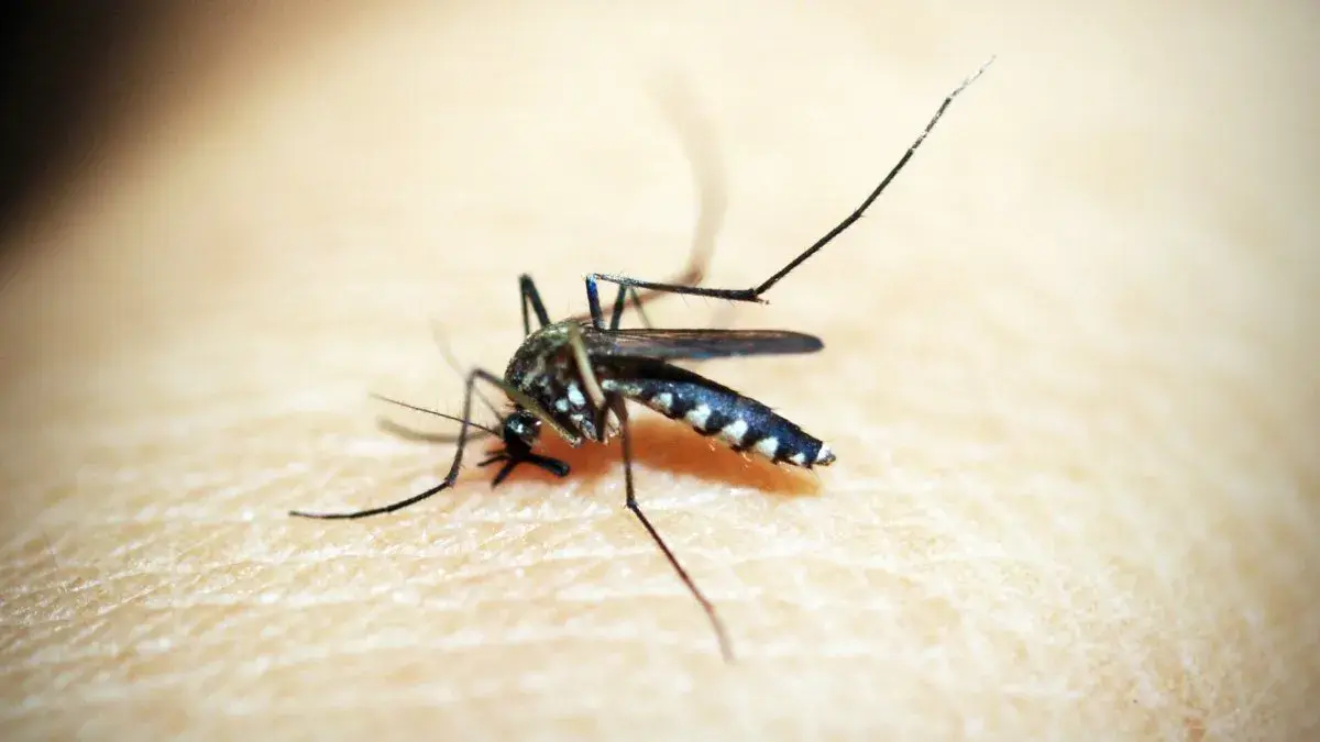 Primer caso de dengue en Chaves