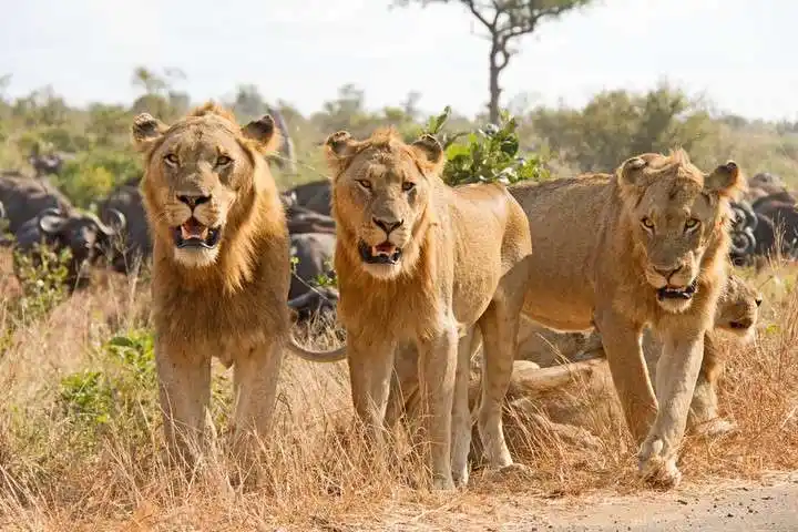 Sudáfrica: Leones se comieron a un cazador en una reserva natural