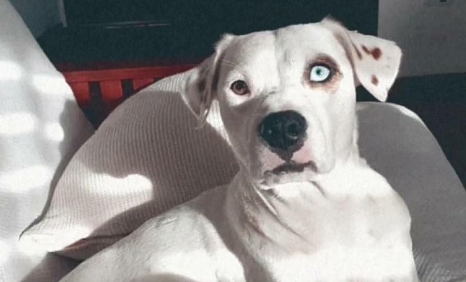 Buscan a Sasha