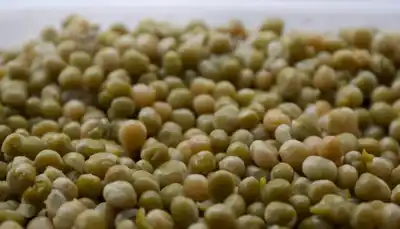 Legumbres récord en Argentina: la producción creció 57% en la campaña 2024/25