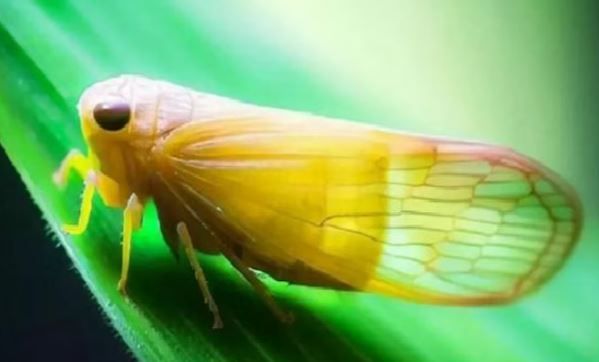 Los estudios indican que la chicharrita del maíz está en retroceso