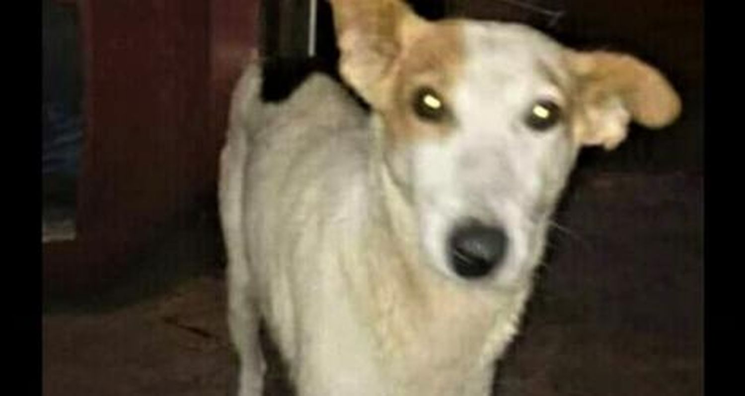 Buscan a “Flaca”, perra perdida en las 104 Viviendas