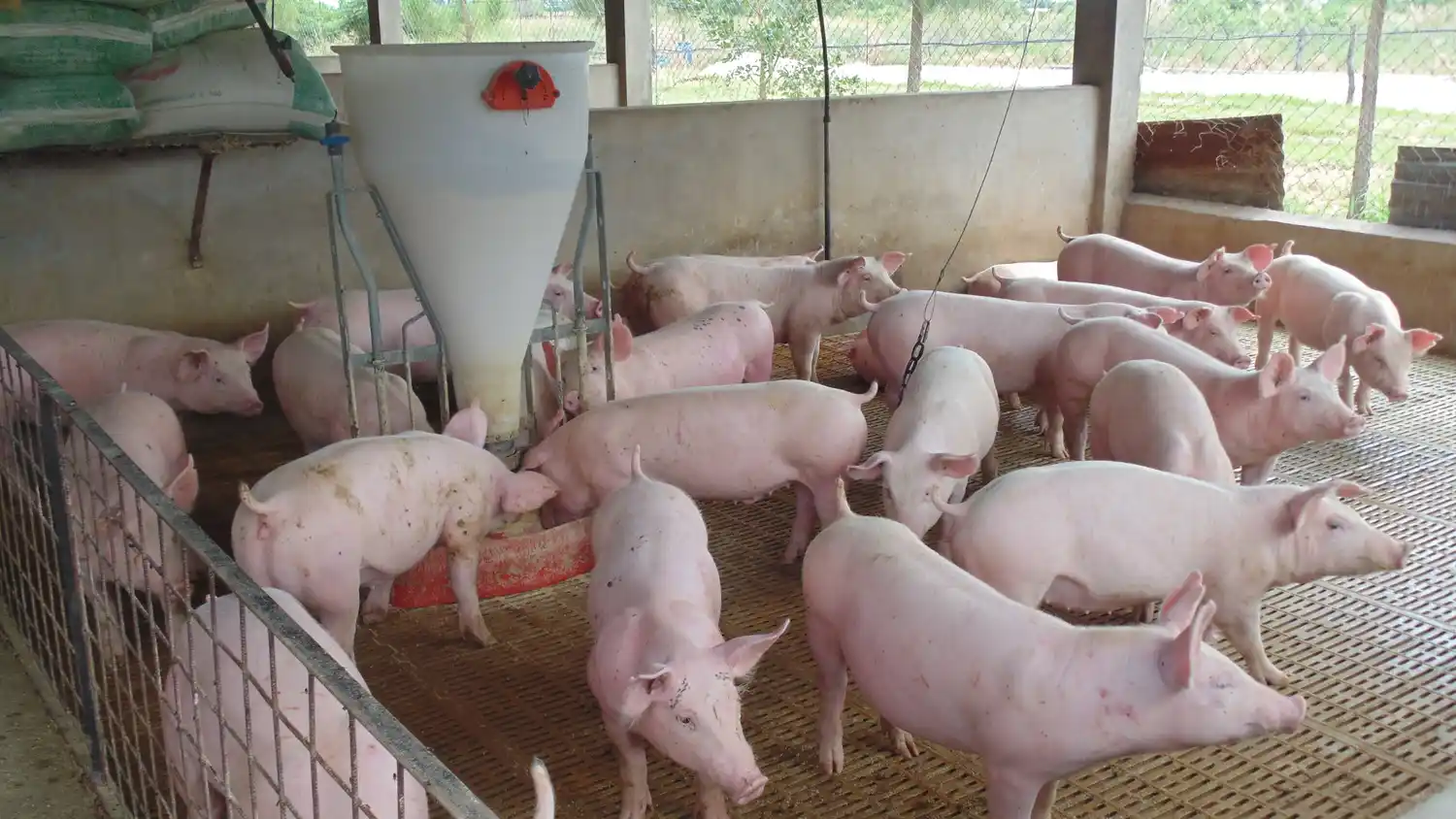 Detectan núcleo de triquinosis en Mendoza