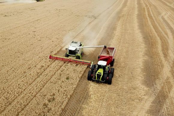 Con mejores rindes a los esperados, el trigo promete hacer historia