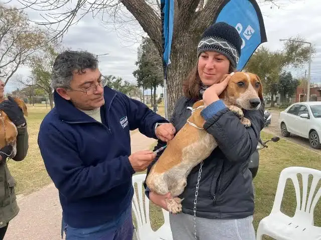 Vacunación animal.