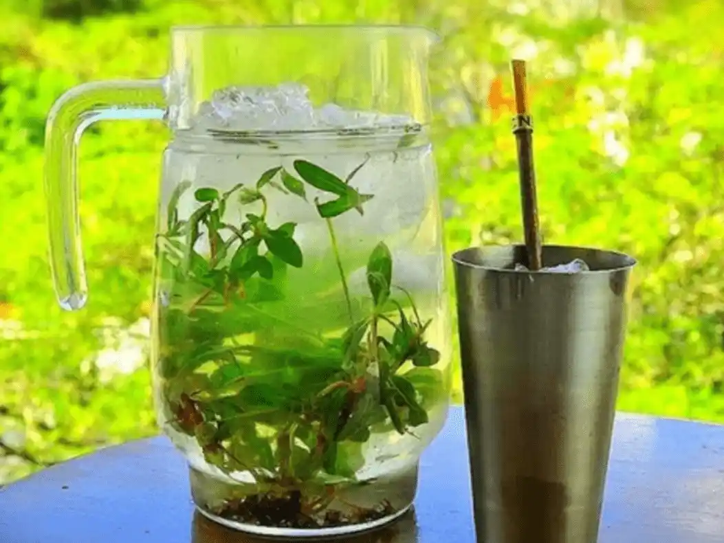 El tereré es una bebida tradicional de América del Sur.