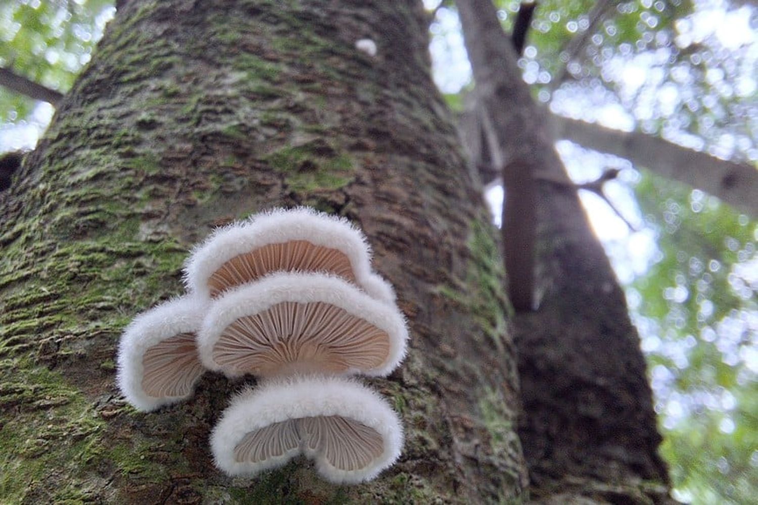 Hongos