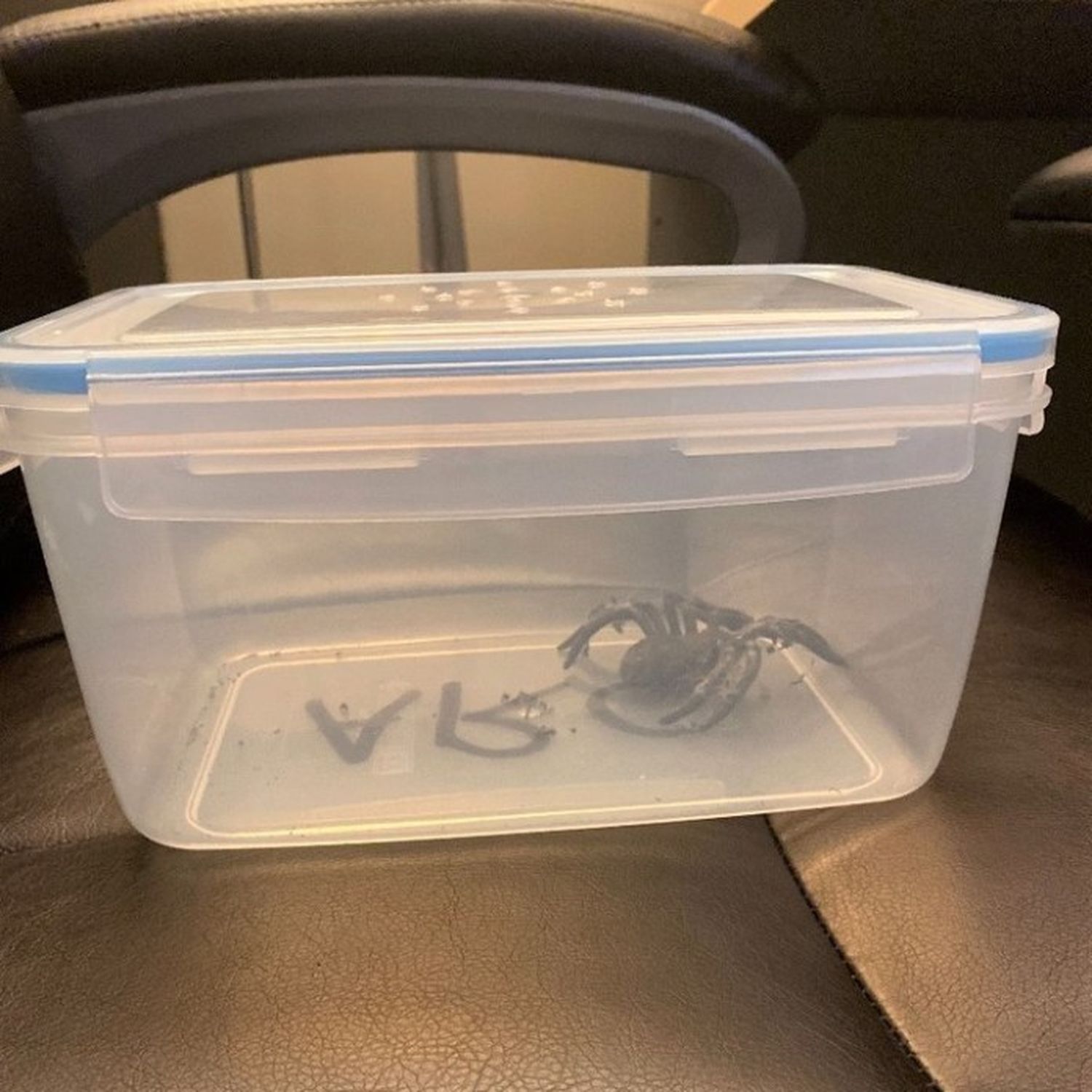 Tarantula halloween