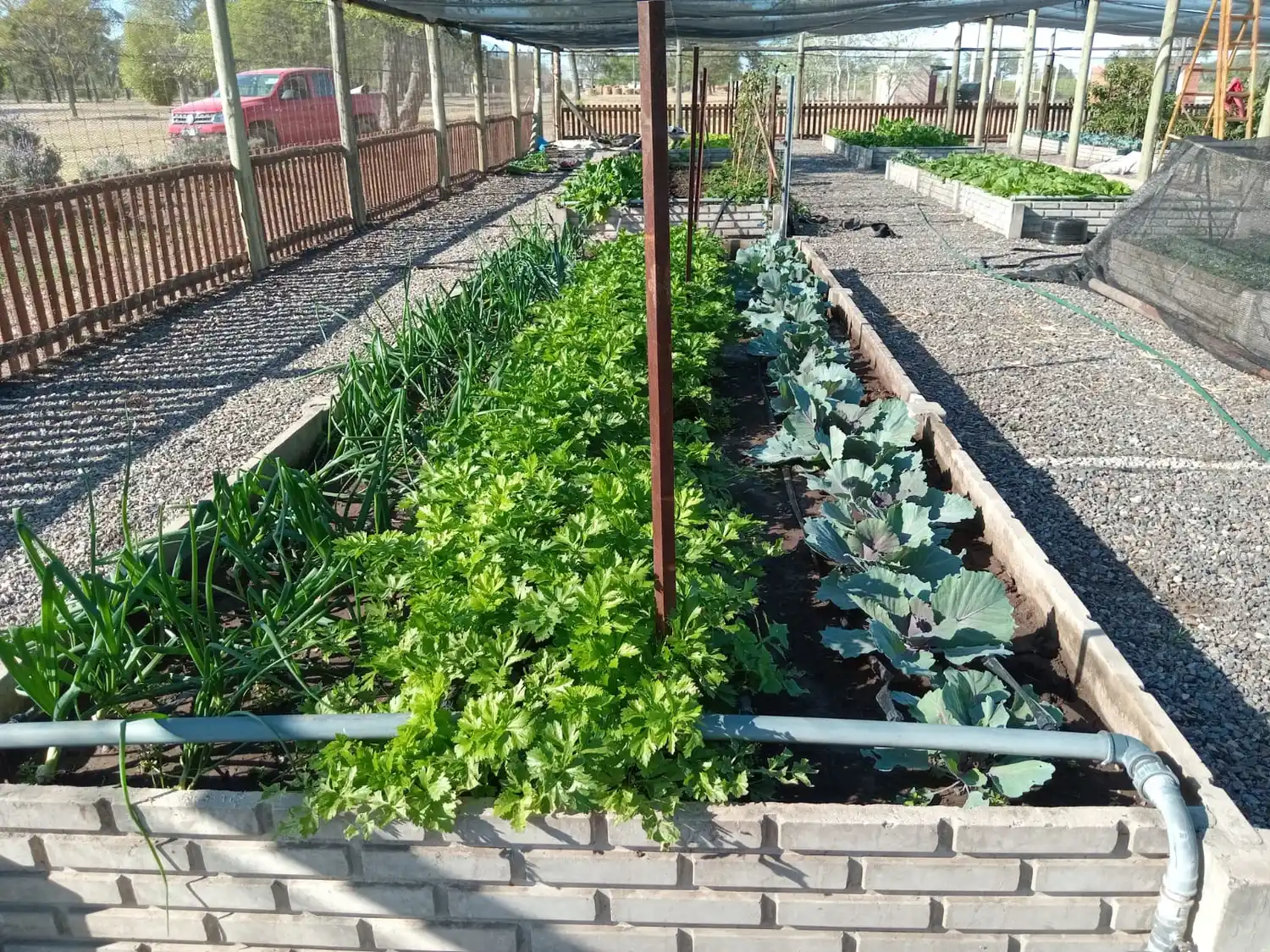 david paniggi apasionado jardinería rafaelo ingeniero agrónomo - 2