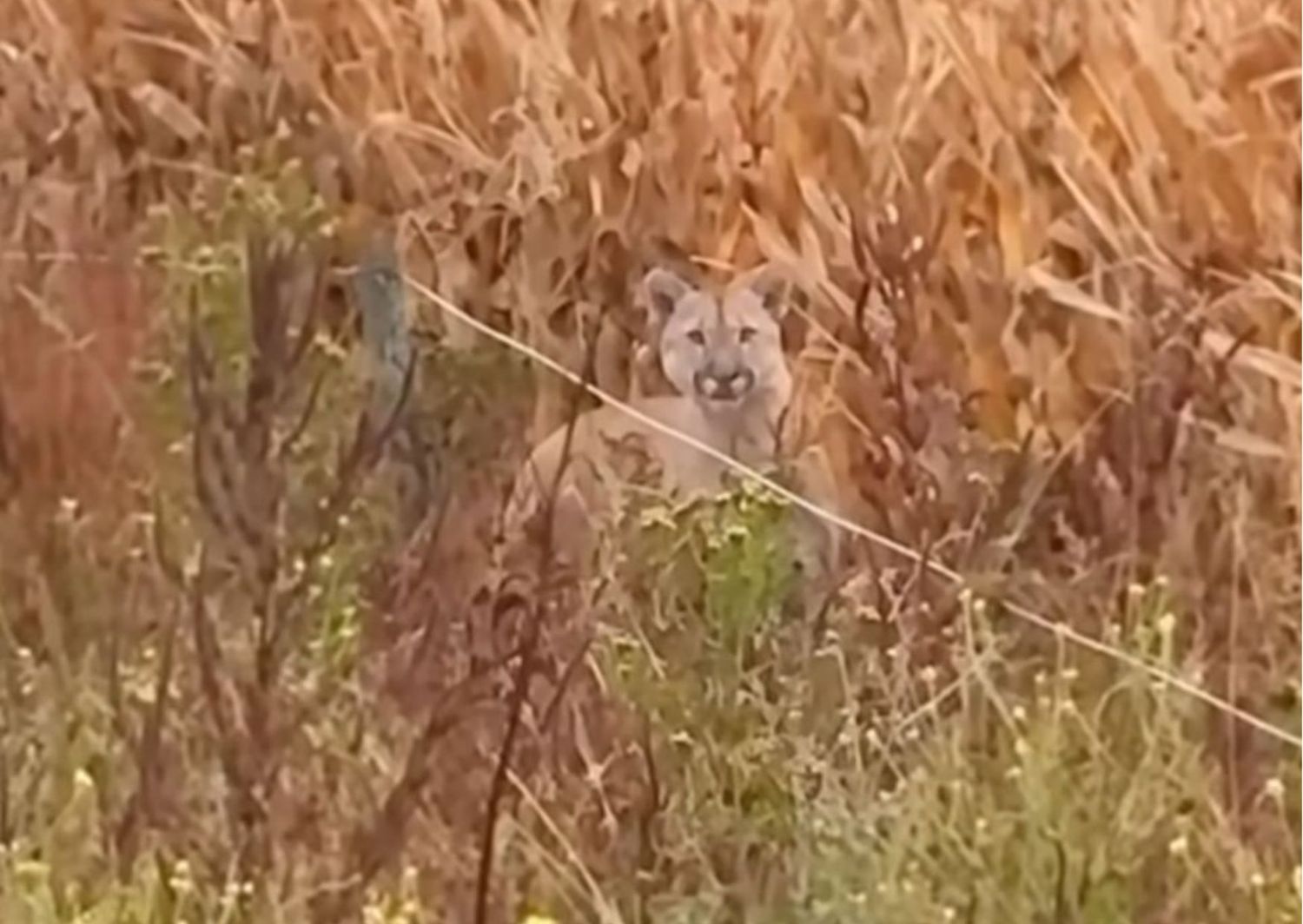 Avistaron un puma en Santa Lucía: cortaba el pasto y se cruzó con el animal