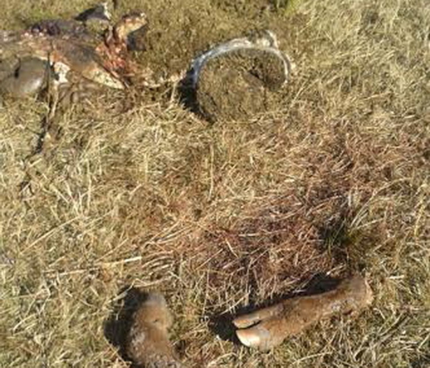 Un productor perdió 30 mil pesos por culpa de la carneada de 6 vacas