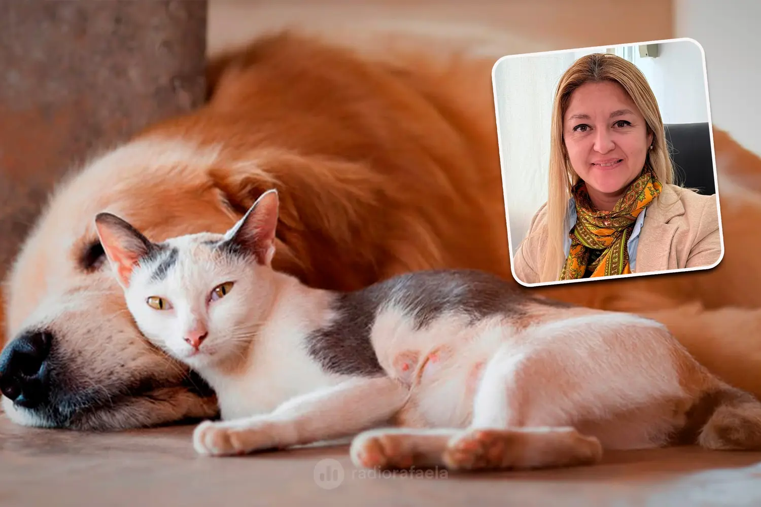 Arq. Carla Boidi, concejal Demócrata Progresista |  Proyecto para el relevamiento de animales domesticos
