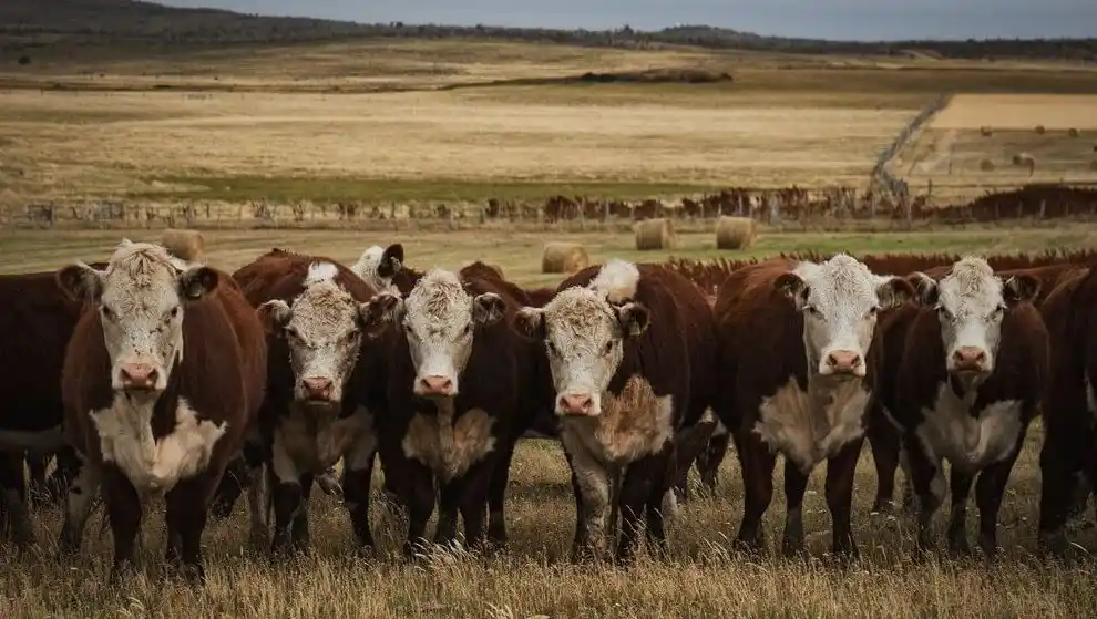 Chile volvió a reconocer a la Patagonia como zona “libre de aftosa sin vacunación” y levantó suspensiones