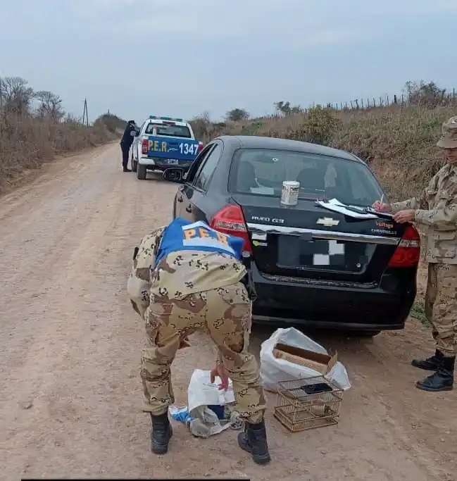 Procedimiento por caza ilegal en Victoria: Dos hombres detenidos