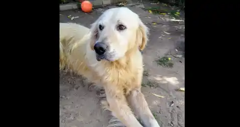 11 días sin Otto: Ofrecen recompensa