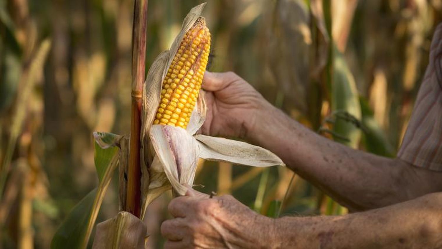 El maíz es el cultivo más relevante de la provincia, el mayor productor a nivel nacional