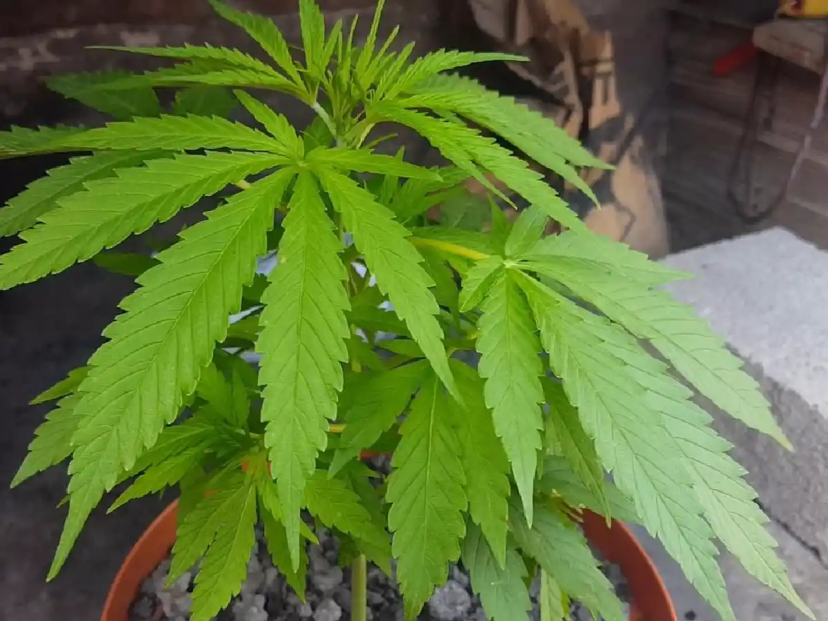 Laspiur: entregó a la policía planta de marihuana que  su pareja le dejó en la casa   