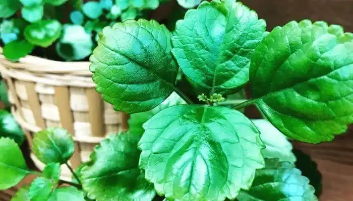 Como su nombre lo indica, esta planta tiene propiedades de atraer el dinero. 