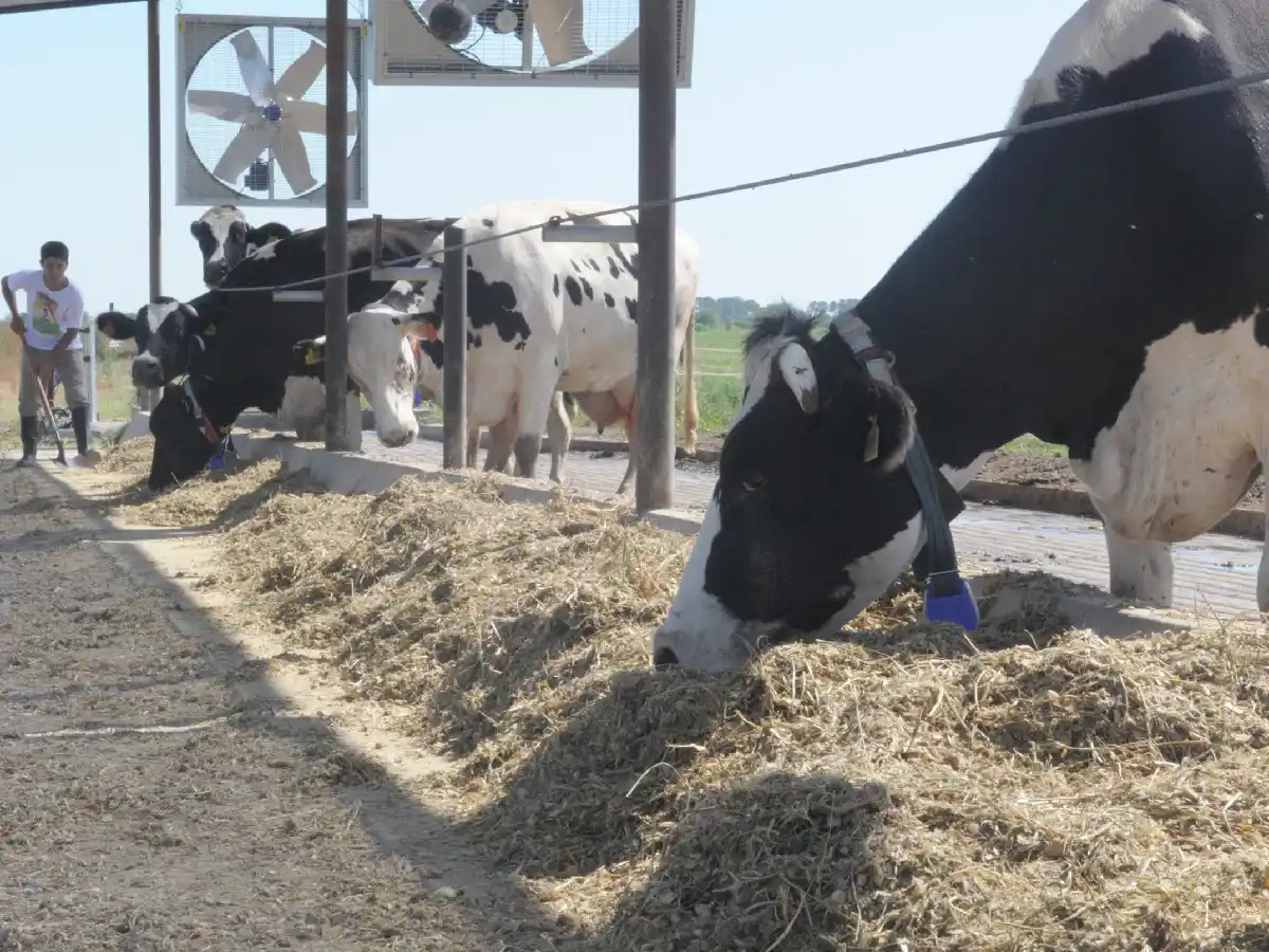  La urea, proteína de bajo costo para alimentar a las lecheras      