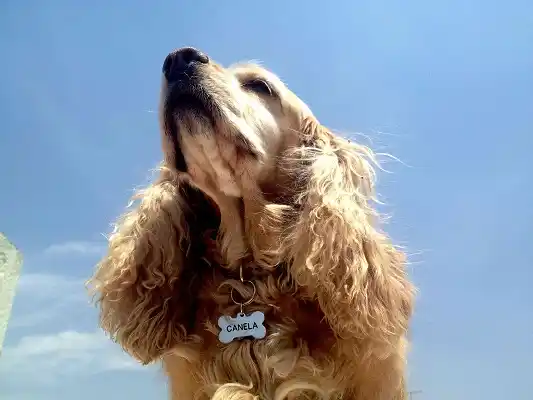 Recomiendan identificar a las mascotas en caso de extravíos por pirotecnia