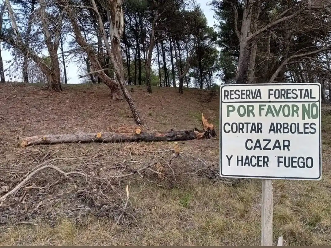 deforestacion