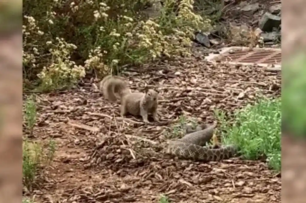 Ardilla enfrenta a una cascabel