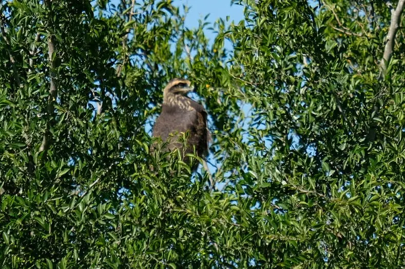 Reserva de Pilar: Liberaron aves que provenían del tráfico de fauna
