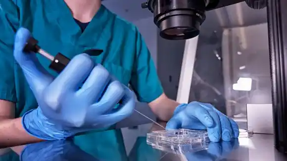 Científicos crearon modelo de embrión sin óvulos, esperma ni útero