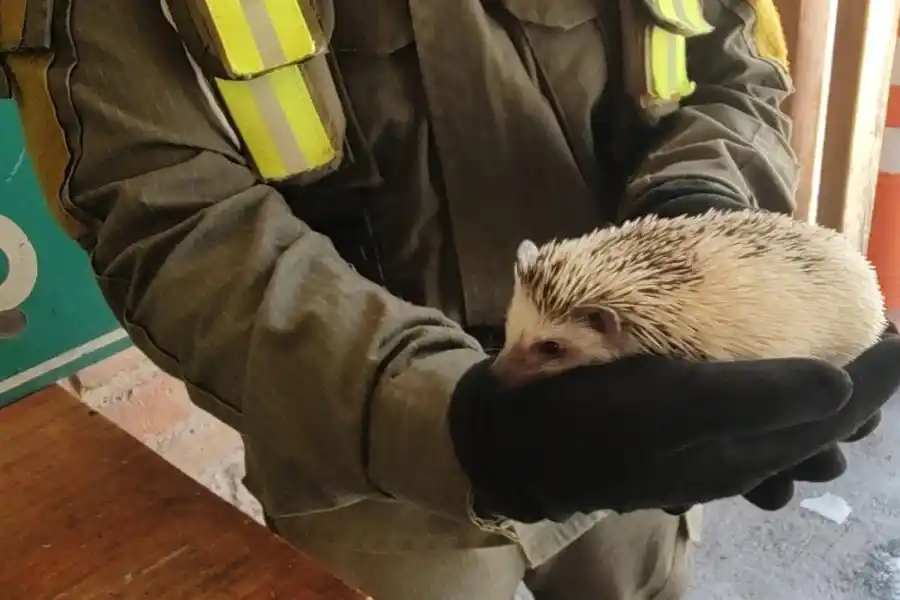 Hallaron un erizo cuando era trasladado oculto en un camión