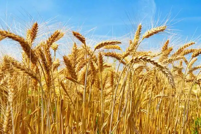 Coronavirus en Argentina:  el trigo cotiza más que la soja
