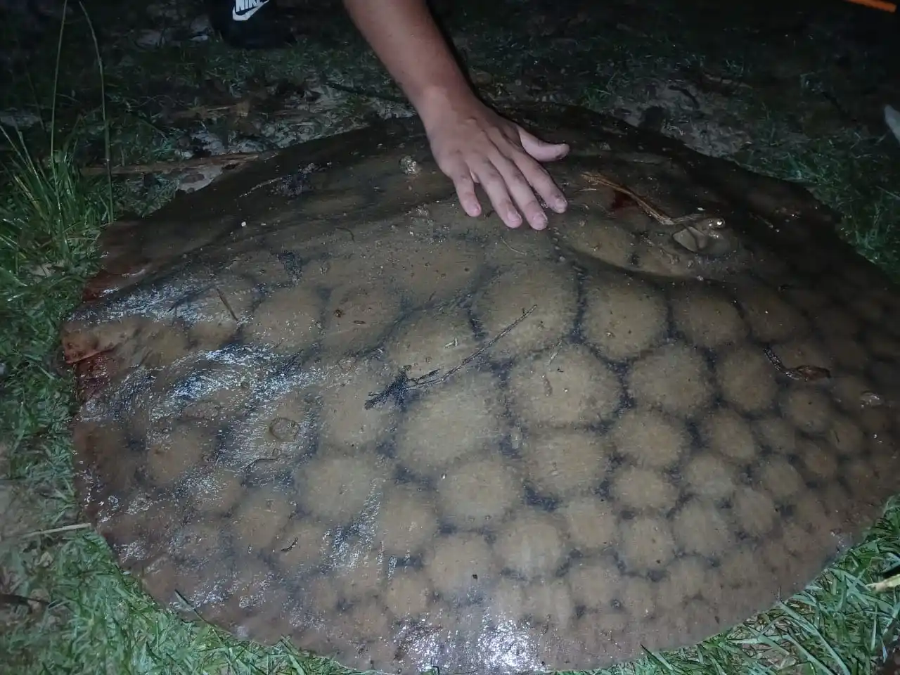 Decenas de personas pescan ejemplares que pesan más de 30 kilos.