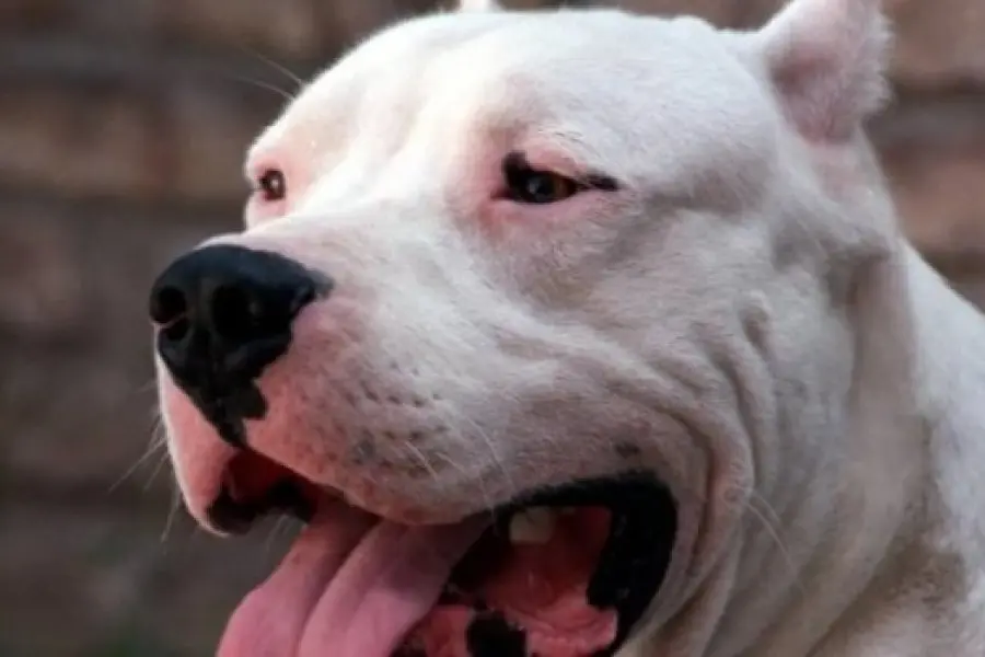 Ahorcó a un perro y lo dejó muriéndose en un basural: recibió una durísima condena